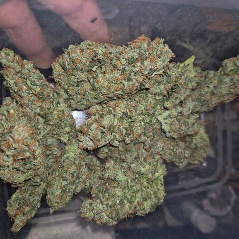 💚CHOCOLOPE 🍫 ☕️auto (56-63 BT) growlog timeline photo
