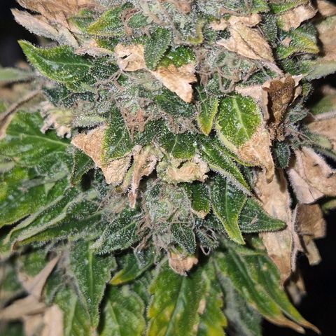 💚Bubba kush 🦝 (56-63 BT) growlog timeline photo