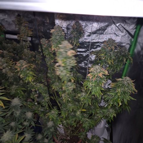 💚Bubba kush 🦝 (56-63 BT) growlog timeline photo