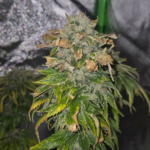 💚Bubba kush 🦝 (56-63 BT) growlog timeline photo