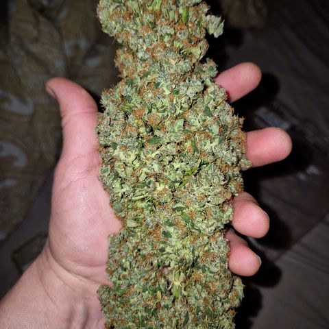 💚CHOCOLOPE 🍫 ☕️auto (56-63 BT) growlog photo: Yammi! Testbud, von ca 1 woche vor der ernte:
Schmeckt hazi , stark im kopf, positiv, fast euphorisch, motiviert- inneres lächeln.bin sehr zufrieden!😅🤘 
Bin gespannt,  wie es dann nacht der richtigen ernte ista 