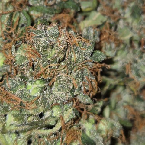 💚CHOCOLOPE 🍫 ☕️auto (56-63 BT) growlog photo: Yammi! Testbud, von ca 1 woche vor der ernte:
Schmeckt hazi , stark im kopf, positiv, fast euphorisch, motiviert- inneres lächeln.bin sehr zufrieden!😅🤘 
Bin gespannt,  wie es dann nacht der richtigen ernte ista 