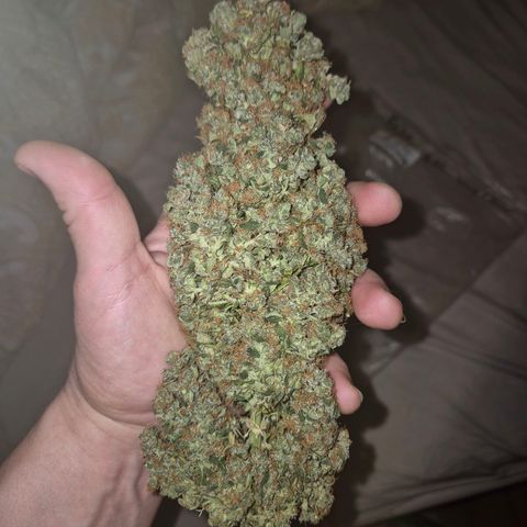 💚CHOCOLOPE 🍫 ☕️auto (56-63 BT) growlog photo: Yammi! Testbud, von ca 1 woche vor der ernte:
Schmeckt hazi , stark im kopf, positiv, fast euphorisch, motiviert- inneres lächeln.bin sehr zufrieden!😅🤘 
Bin gespannt,  wie es dann nacht der richtigen ernte ista 