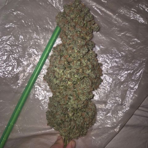 💚CHOCOLOPE 🍫 ☕️auto (56-63 BT) growlog photo: Yammi! Testbud, von ca 1 woche vor der ernte:
Schmeckt hazi , stark im kopf, positiv, fast euphorisch, motiviert- inneres lächeln.bin sehr zufrieden!😅🤘 
Bin gespannt,  wie es dann nacht der richtigen ernte ista 