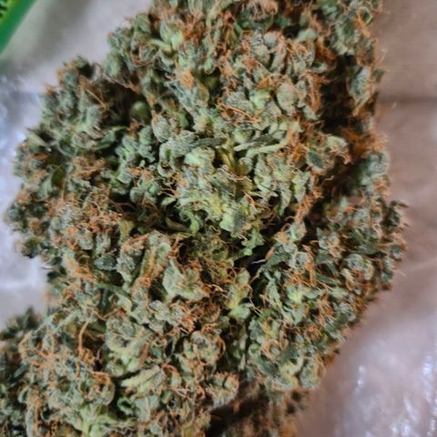💚CHOCOLOPE 🍫 ☕️auto (56-63 BT) growlog photo: Yammi! Testbud, von ca 1 woche vor der ernte:
Schmeckt hazi , stark im kopf, positiv, fast euphorisch, motiviert- inneres lächeln.bin sehr zufrieden!😅🤘 
Bin gespannt,  wie es dann nacht der richtigen ernte ista 