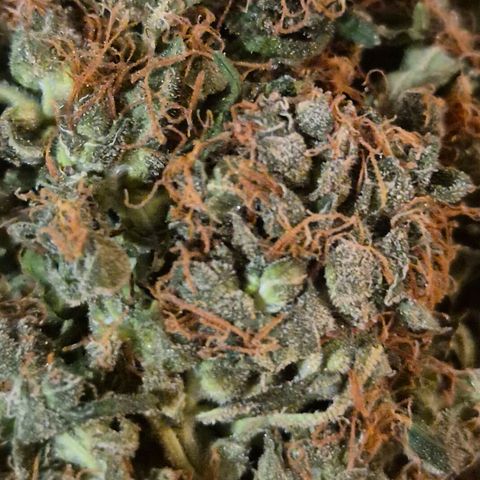 💚CHOCOLOPE 🍫 ☕️auto (56-63 BT) growlog photo: Yammi! Testbud, von ca 1 woche vor der ernte:
Schmeckt hazi , stark im kopf, positiv, fast euphorisch, motiviert- inneres lächeln.bin sehr zufrieden!😅🤘 
Bin gespannt,  wie es dann nacht der richtigen ernte ista 