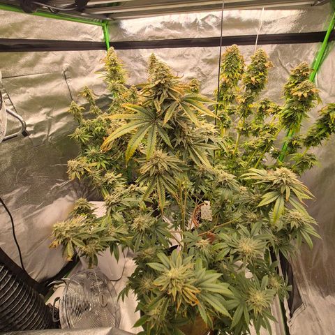 Mimosa evo stecki  🍊🍋🍍 (65-70bt) growlog timeline photo