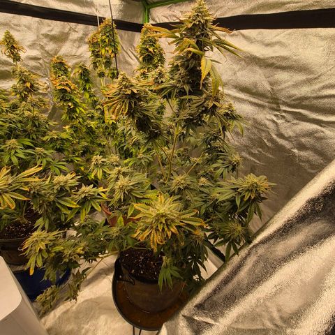 Mimosa evo stecki  🍊🍋🍍 (65-70bt) growlog timeline photo