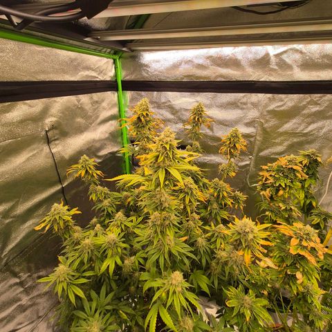 Tangerine dream 🌴 (60-65bt)  growlog timeline photo