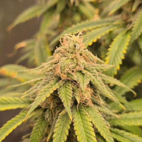 Tangerine dream 🌴 (60-65bt)  growlog timeline photo