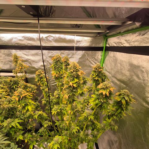 💚Bubba kush 🦝 (56-63 BT) growlog timeline photo