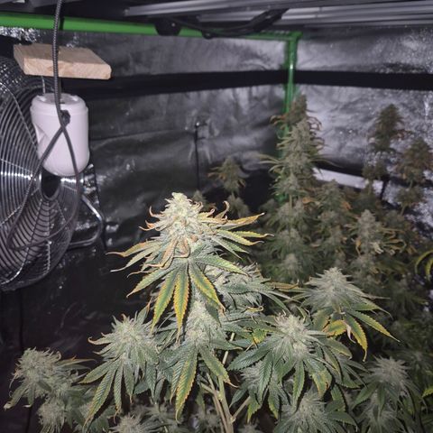 Mimosa evo stecki  🍊🍋🍍 (65-70bt) growlog timeline photo