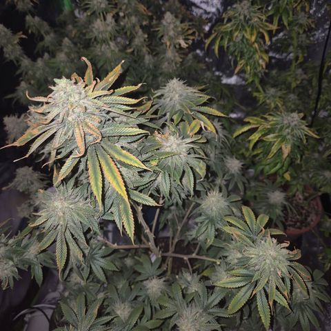 Mimosa evo stecki  🍊🍋🍍 (65-70bt) growlog timeline photo