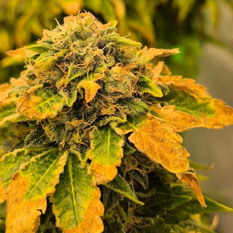 💚Bubba kush 🦝 (56-63 BT) growlog timeline photo