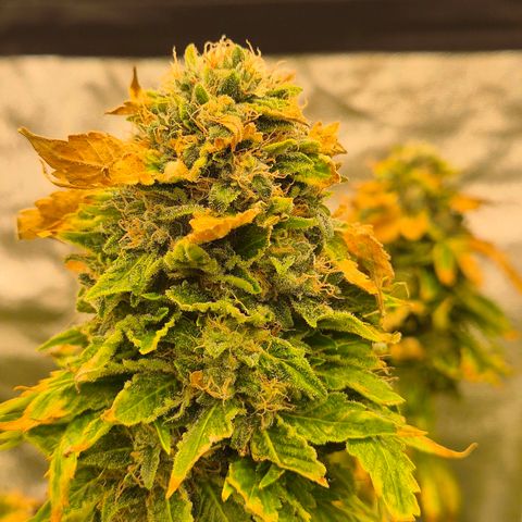 💚Bubba kush 🦝 (56-63 BT) growlog timeline photo