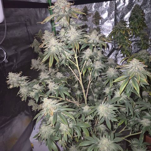 Mimosa evo stecki  🍊🍋🍍 (65-70bt) growlog timeline photo