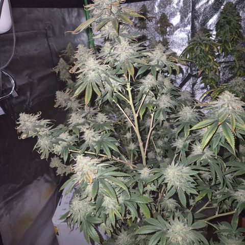 Mimosa evo stecki  🍊🍋🍍 (65-70bt) growlog timeline photo