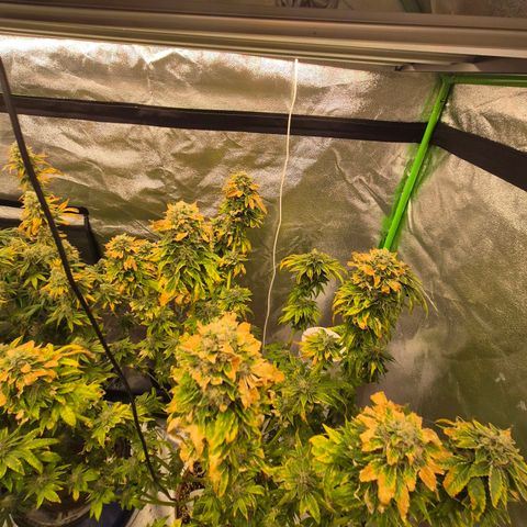 💚Bubba kush 🦝 (56-63 BT) growlog timeline photo