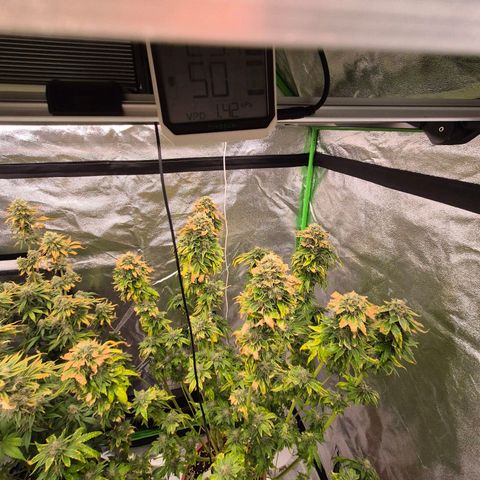 💚Bubba kush 🦝 (56-63 BT) growlog timeline photo