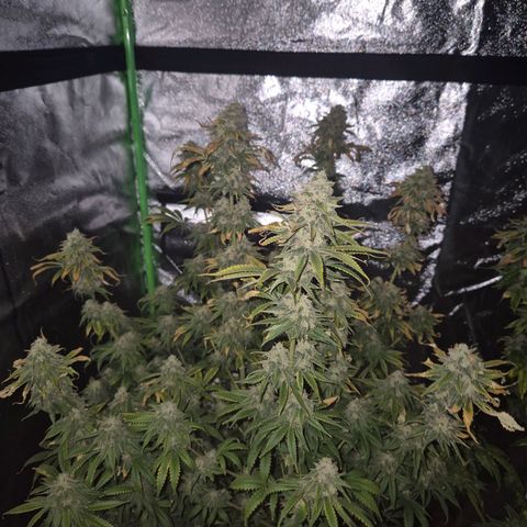 Tangerine dream 🌴 (60-65bt)  growlog timeline photo