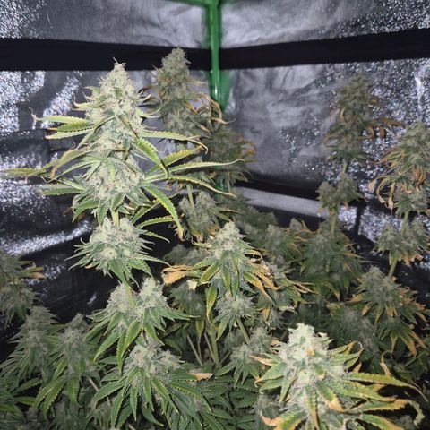 Tangerine dream 🌴 (60-65bt)  growlog timeline photo