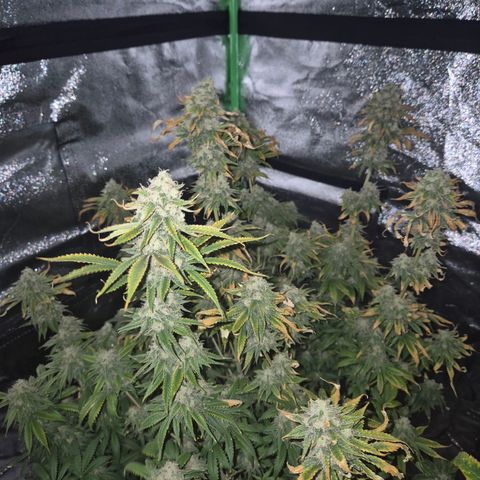 Tangerine dream 🌴 (60-65bt)  growlog timeline photo