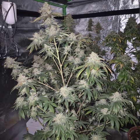 Mimosa evo stecki  🍊🍋🍍 (65-70bt) growlog timeline photo