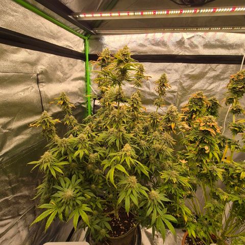 Tangerine dream 🌴 (60-65bt)  growlog timeline photo