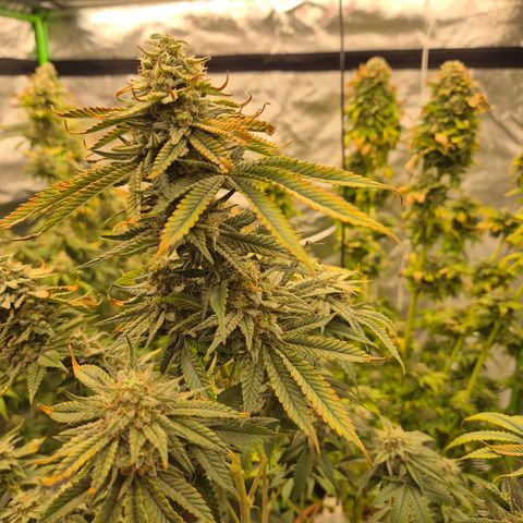Mimosa evo stecki  🍊🍋🍍 (65-70bt) growlog timeline photo