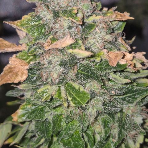 💚Bubba kush 🦝 (56-63 BT) growlog timeline photo