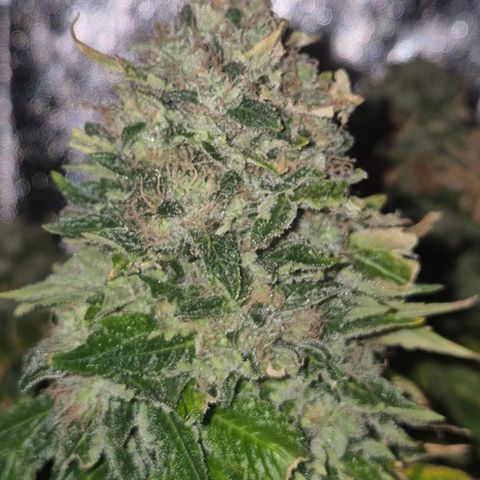 💚Bubba kush 🦝 (56-63 BT) growlog timeline photo