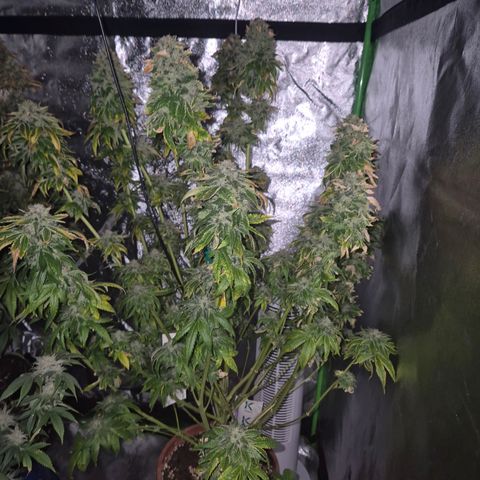 💚Bubba kush 🦝 (56-63 BT) growlog timeline photo