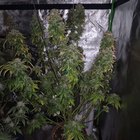💚Bubba kush 🦝 (56-63 BT) growlog timeline photo