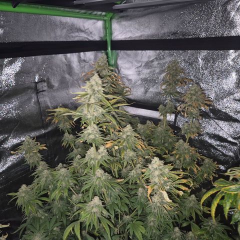 Tangerine dream 🌴 (60-65bt)  growlog timeline photo