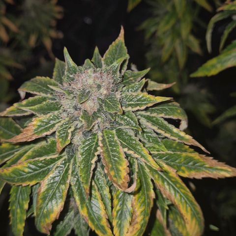💚Bubba kush 🦝 (56-63 BT) growlog timeline photo