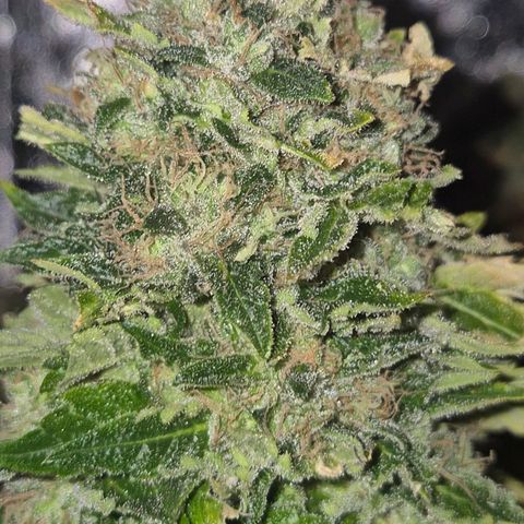 💚Bubba kush 🦝 (56-63 BT) growlog timeline photo