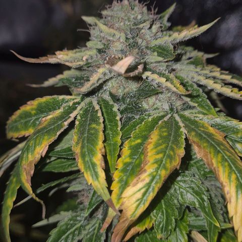 💚Bubba kush 🦝 (56-63 BT) growlog timeline photo