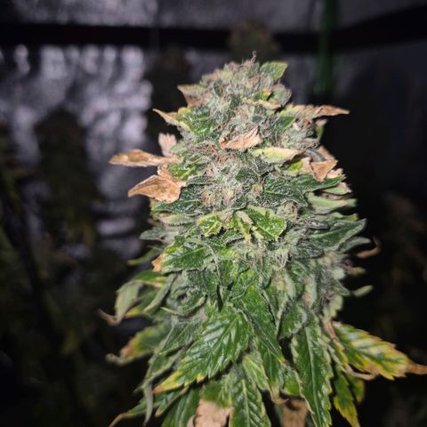 💚Bubba kush 🦝 (56-63 BT) growlog timeline photo