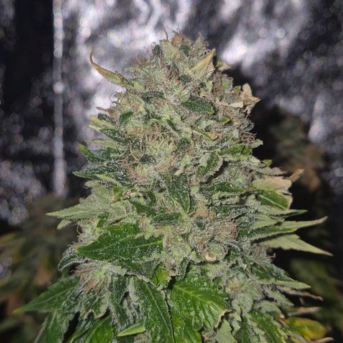💚Bubba kush 🦝 (56-63 BT) growlog timeline photo