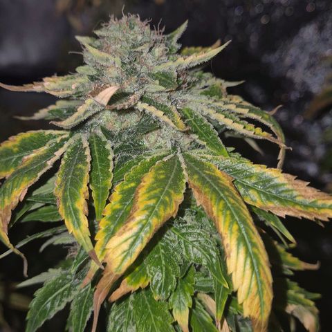 💚Bubba kush 🦝 (56-63 BT) growlog timeline photo