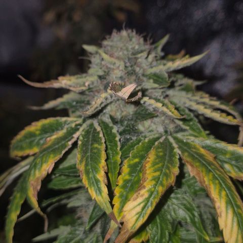 💚Bubba kush 🦝 (56-63 BT) growlog timeline photo