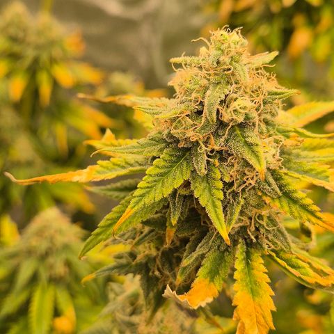 Tangerine dream 🌴 (60-65bt)  growlog timeline photo