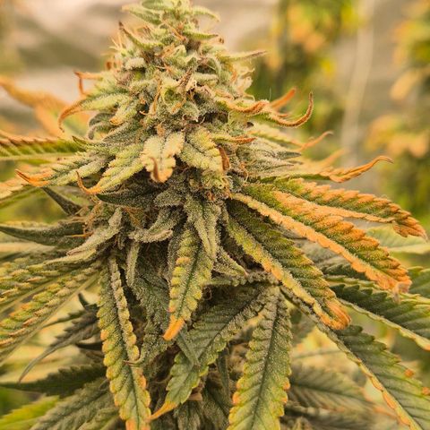 Mimosa evo stecki  🍊🍋🍍 (65-70bt) growlog timeline photo