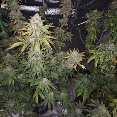 Tangerine dream 🌴 (60-65bt)  growlog timeline photo