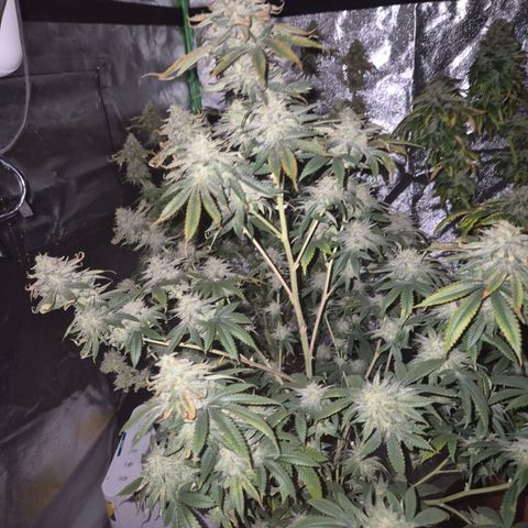 Mimosa evo stecki  🍊🍋🍍 (65-70bt) growlog timeline photo