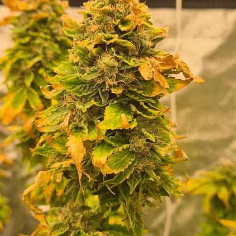 💚Bubba kush 🦝 (56-63 BT) growlog timeline photo