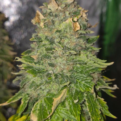 💚Bubba kush 🦝 (56-63 BT) growlog timeline photo