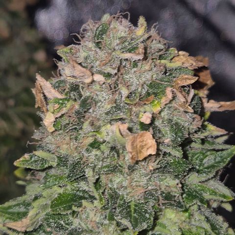 💚Bubba kush 🦝 (56-63 BT) growlog timeline photo