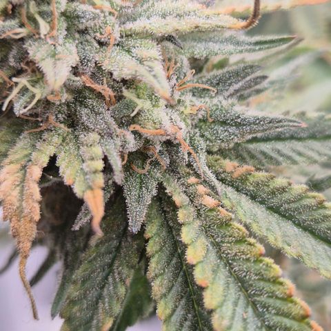 Mimosa evo stecki  🍊🍋🍍 (65-70bt) growlog timeline photo
