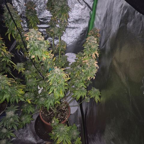 💚Bubba kush 🦝 (56-63 BT) growlog timeline photo